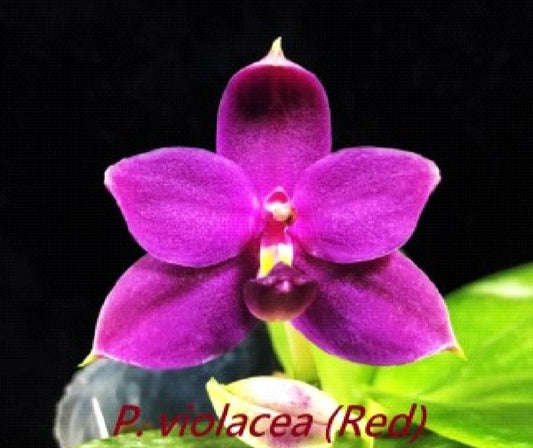 Phalaenopsis violacea Indigo-Red x sib (#5 x #4)