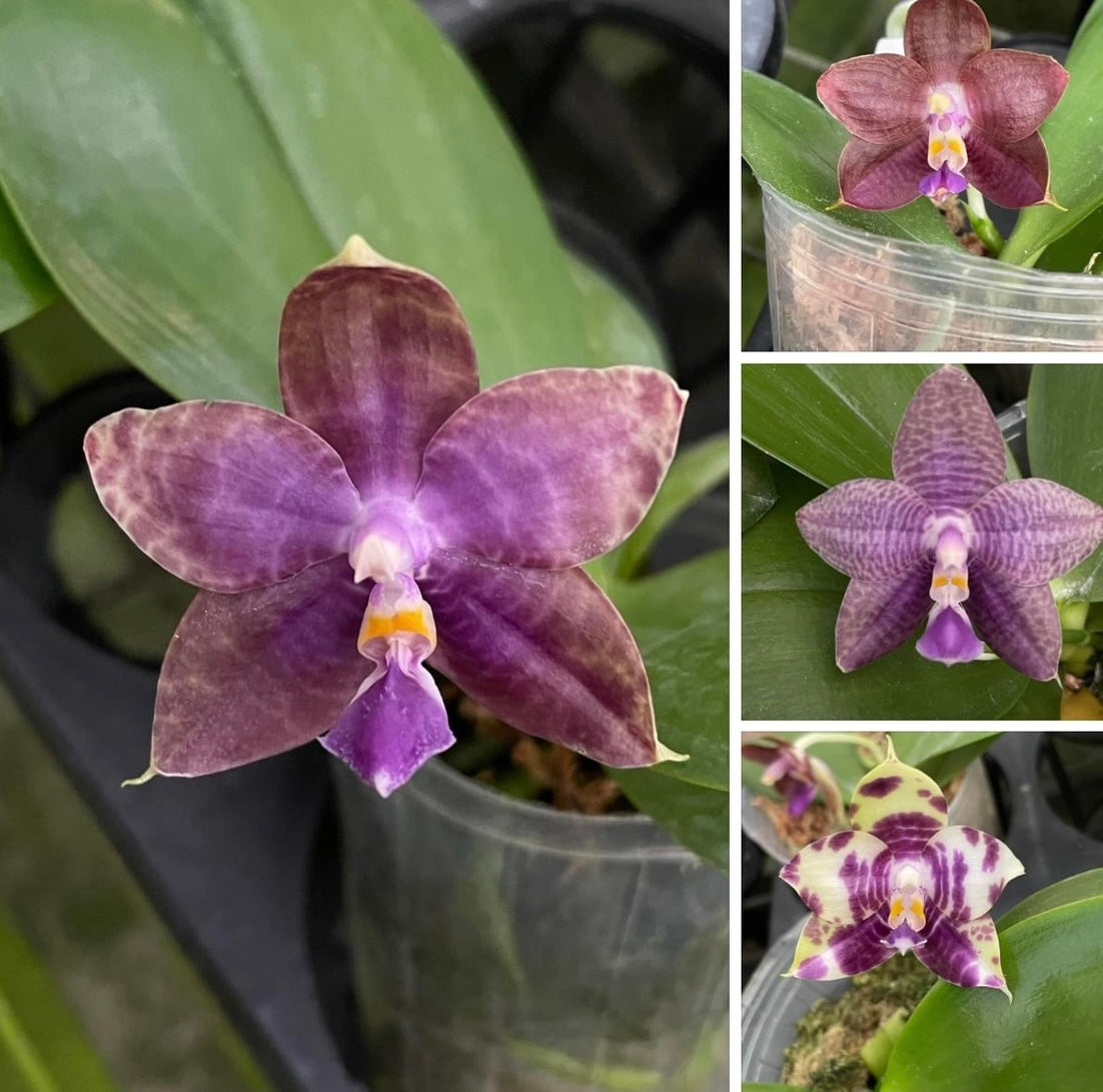 Phalaenopsis MS Magic Dragon, QA-051 - Seed Grown