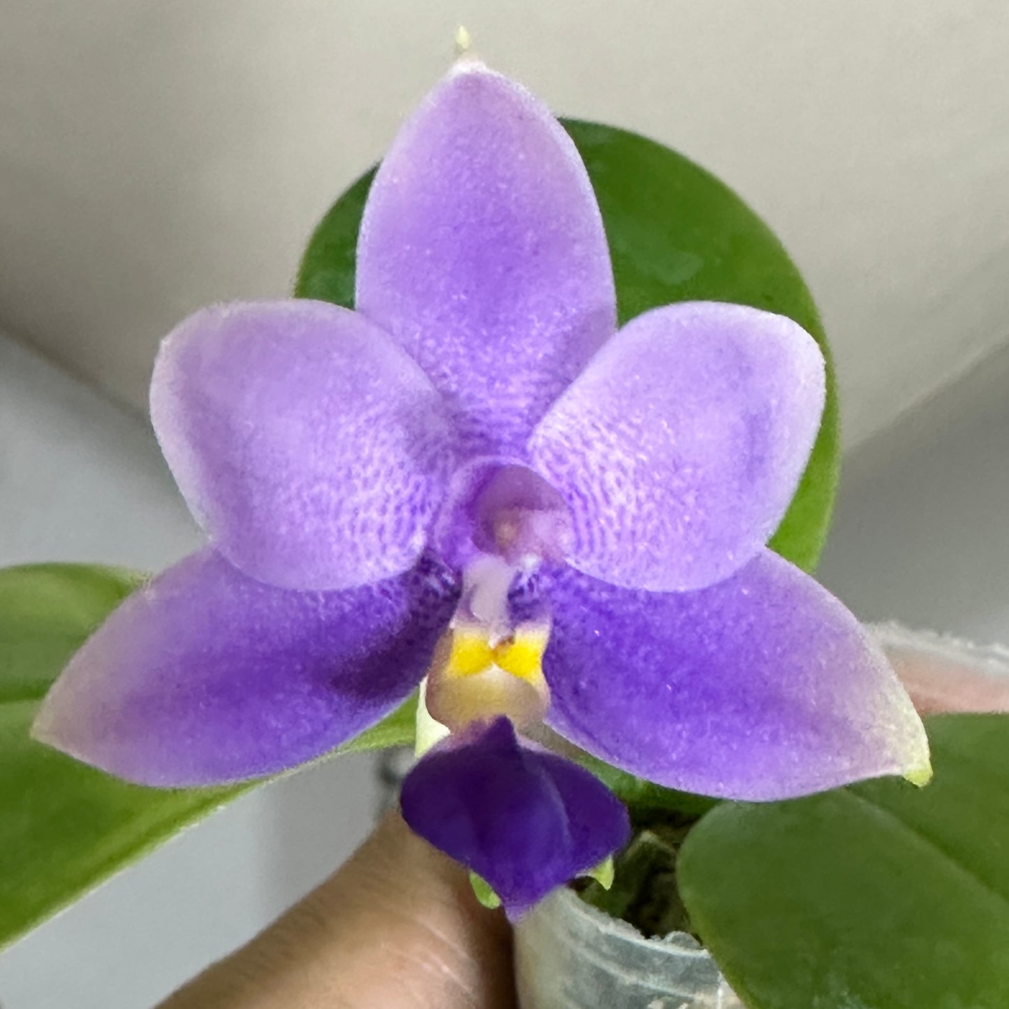 Phalaenopsis SWR GV Bell x Sapphire's Galah - Seed Grown