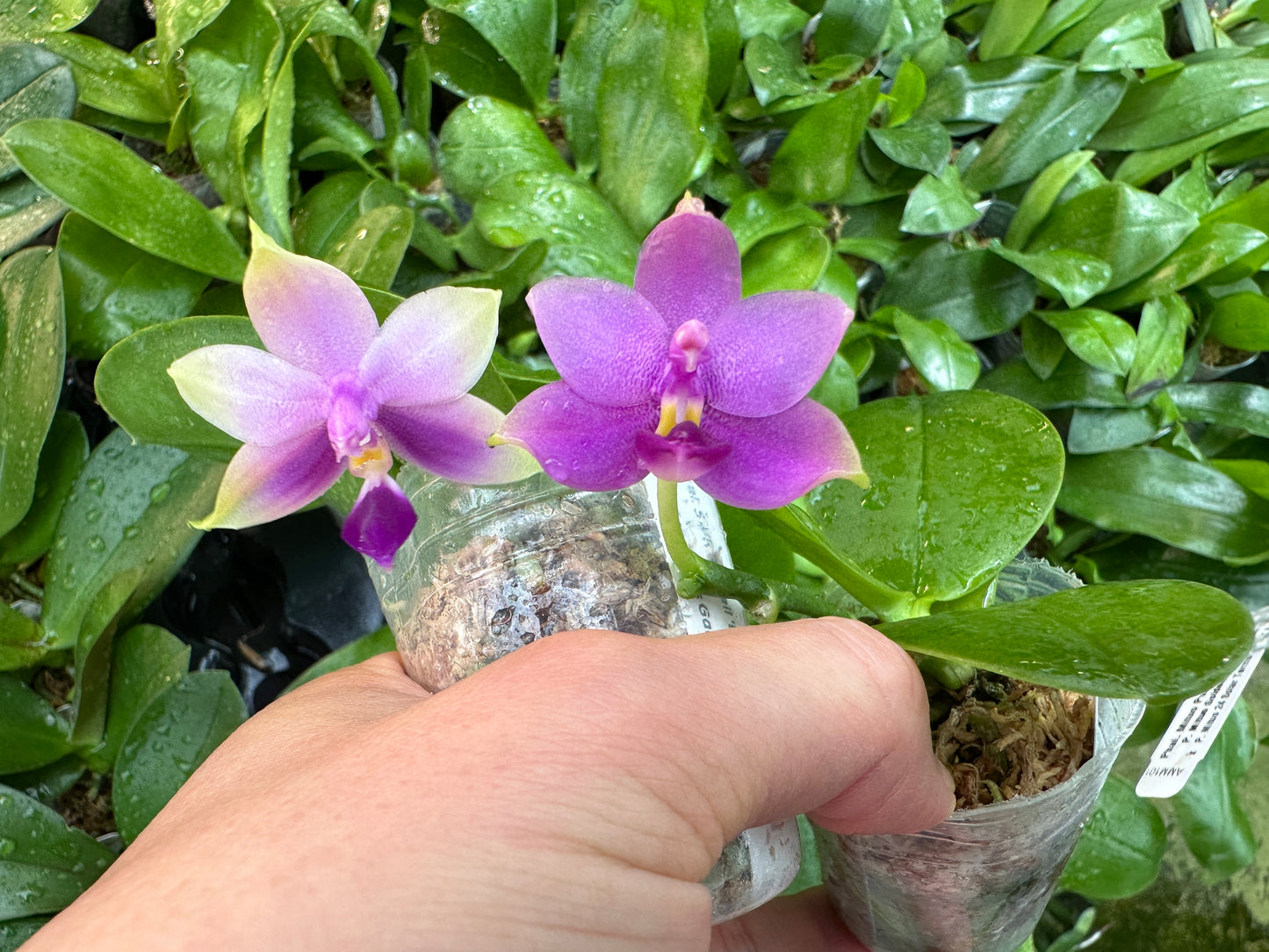 Phalaenopsis SWR GV Bell x Sapphire's Galah - Seed Grown