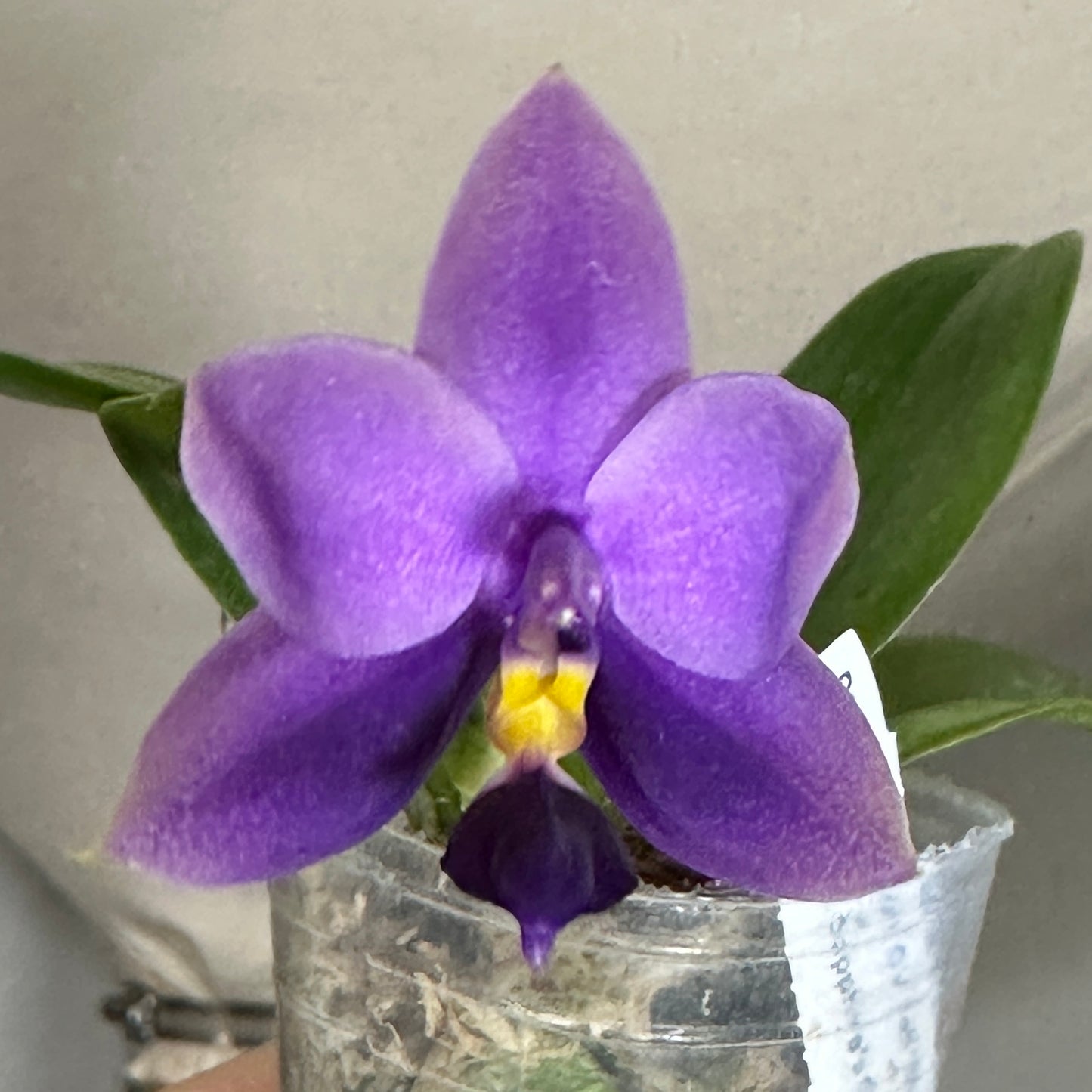 Phalaenopsis SWR GV Bell x Sapphire's Galah - Seed Grown