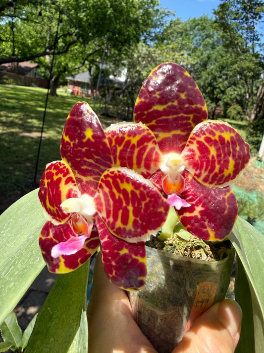 Phalaenopsis YangYang Gigan Cherry 'Yin' 260420 Flowering