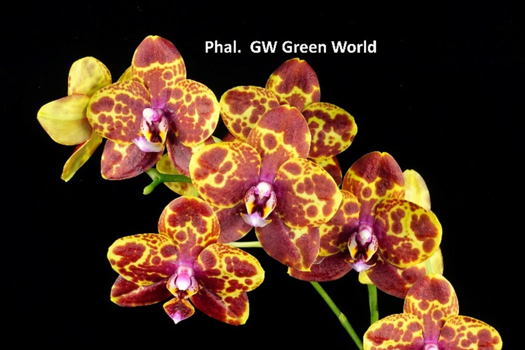 Phalaenopsis GW Green World - Spiking