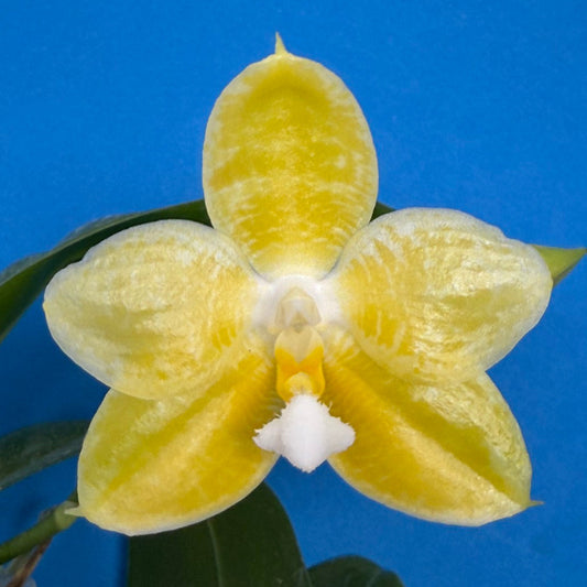 Phalaenopsis Zheng Min Gold 250826 Flowering Large plant