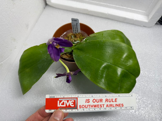 Phalaenopsis (Miro Green Dream x Meidarland Green Cedar) 250625 Flowering
