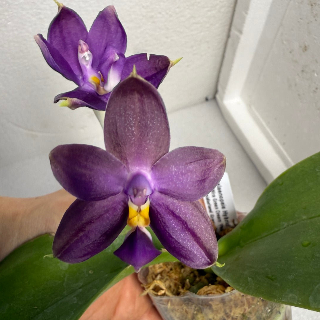 Phalaenopsis (Miro Green Dream x Meidarland Green Cedar) 250625 Flowering