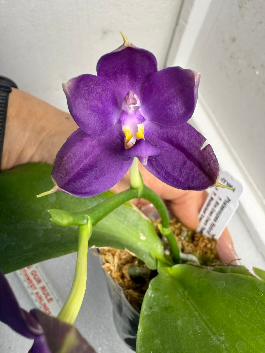 Phalaenopsis (Miro Green Dream x Meidarland Green Cedar) 250625 Flowering