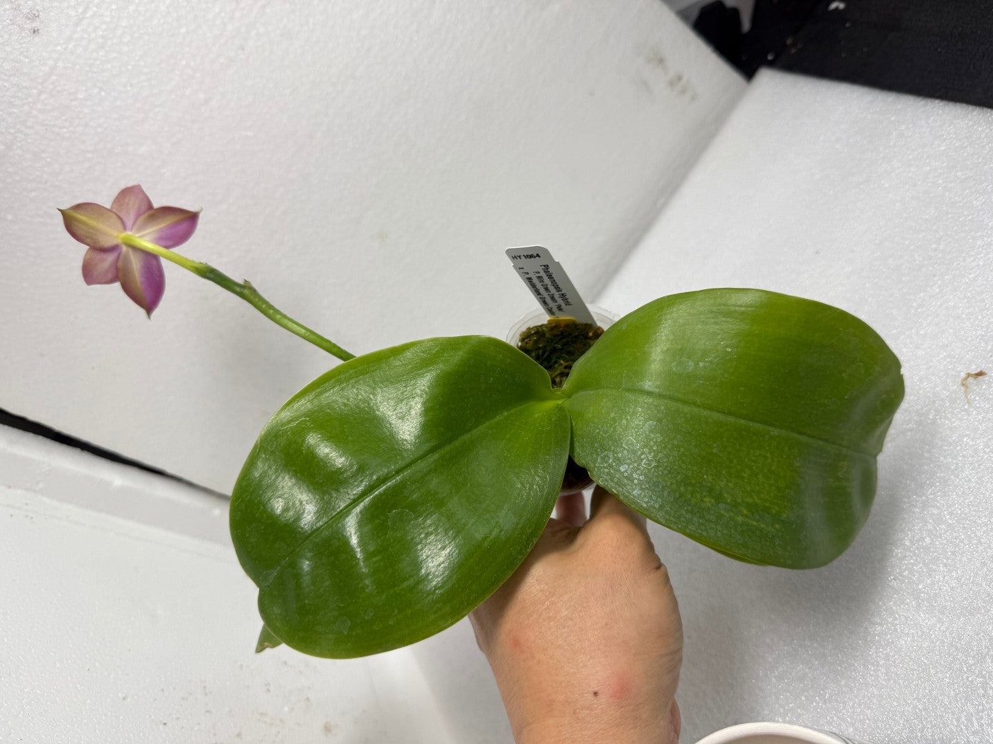 Phalaenopsis (Miro Green Dream x Meidarland Green Cedar) 250712 Flowering