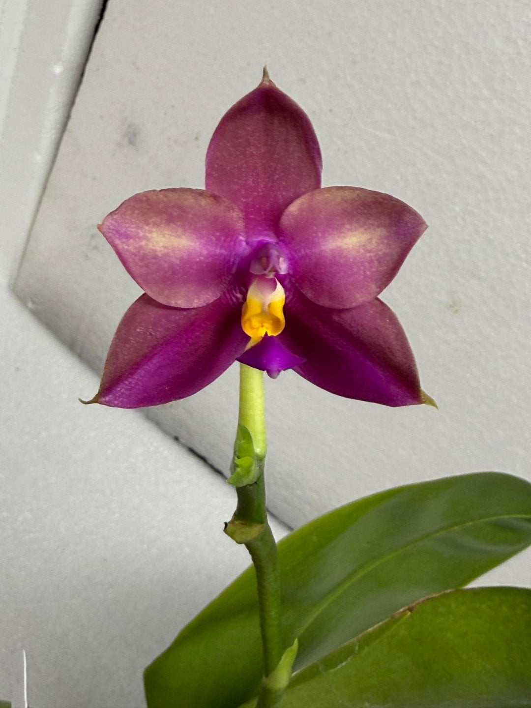 Phalaenopsis (Miro Green Dream x Meidarland Green Cedar) 250712 Flowering