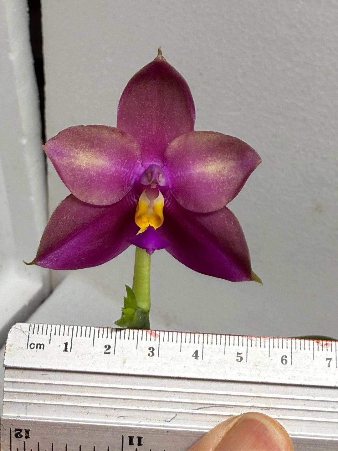 Phalaenopsis (Miro Green Dream x Meidarland Green Cedar) 250712 Flowering