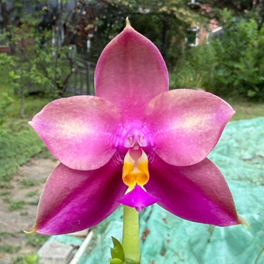 Phalaenopsis (Miro Green Dream x Meidarland Green Cedar) 250712 Flowering
