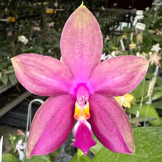 Phalaenopsis (Miro Green Dream x Meidarland Green Cedar) 250714 Flowering