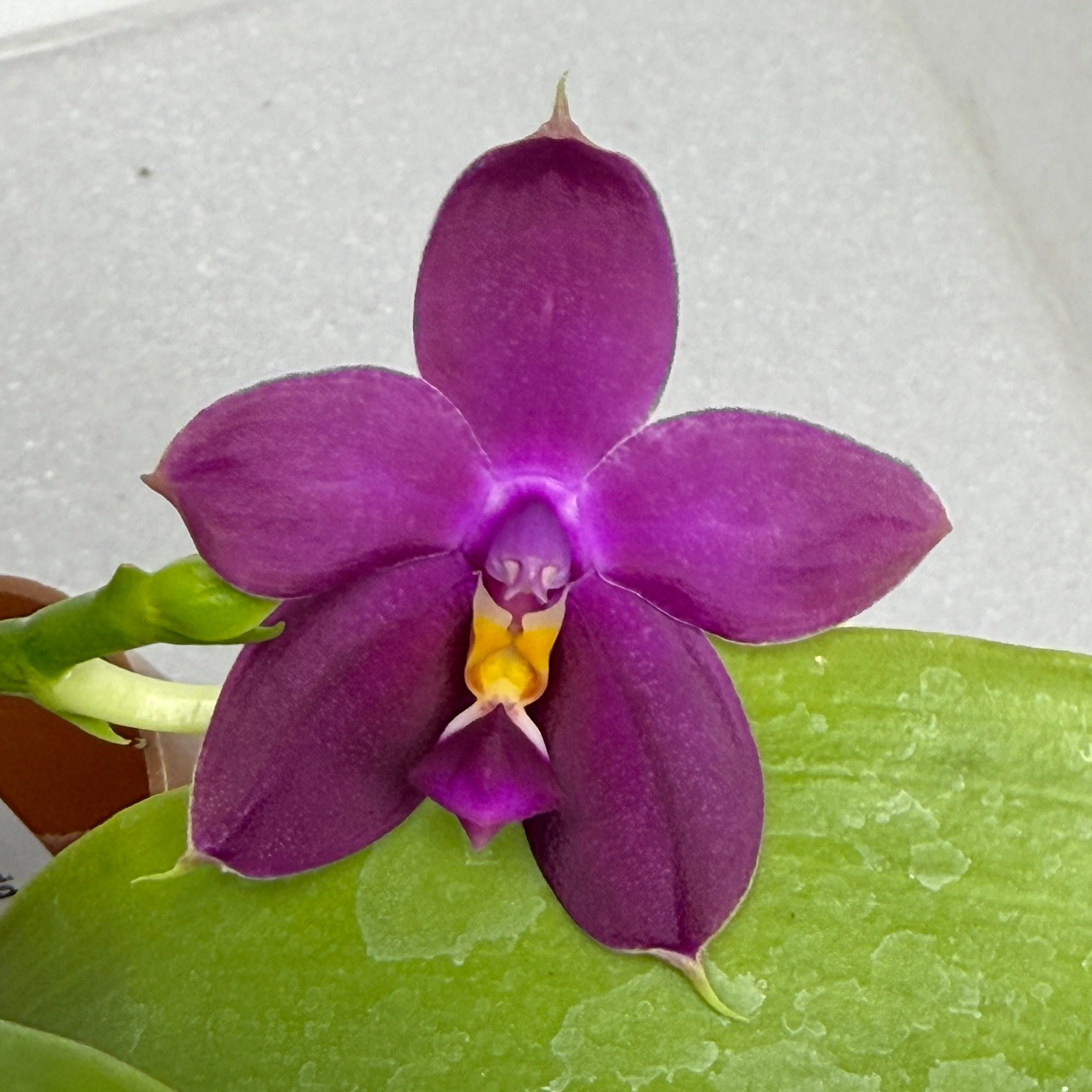ゼクシィ掲載flua 2way Milky orchid ゼクシィ掲載flua 2way Milky orchid