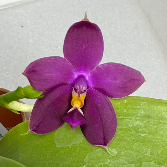 Phalaenopsis (Miro Green Dream x Meidarland Green Cedar) 250726-A Flowering