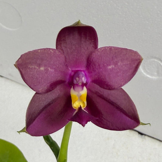 Phalaenopsis (Miro Green Dream x Meidarland Green Cedar) 250730-A Flowering