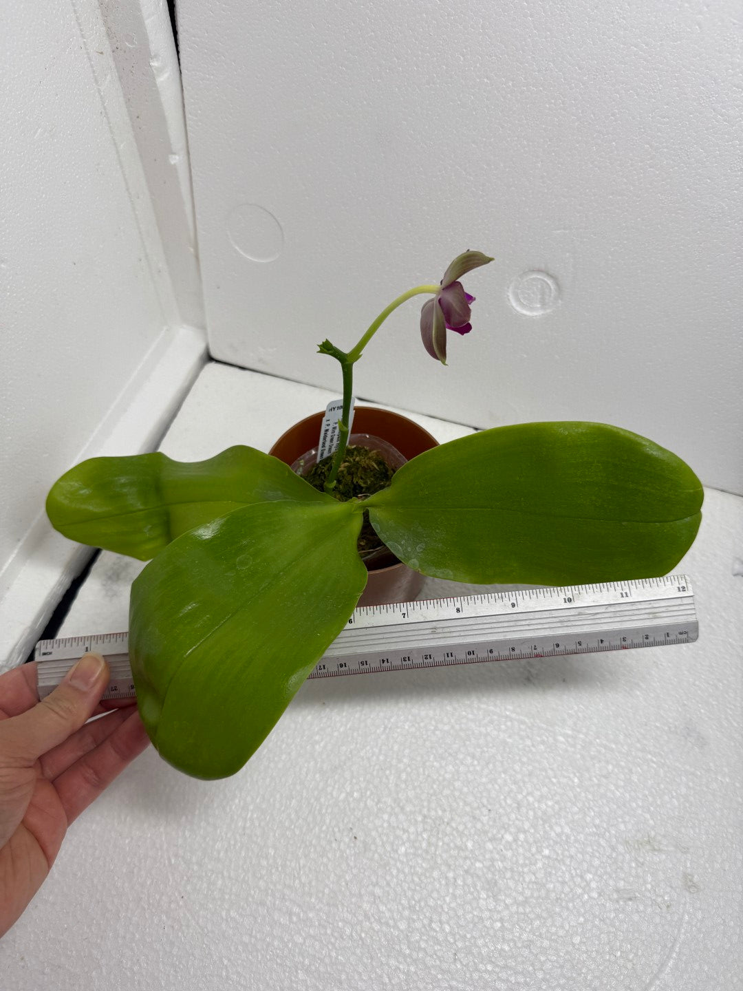 Phalaenopsis (Miro Green Dream x Meidarland Green Cedar) 250730-A Flowering