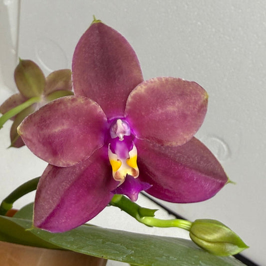 Phalaenopsis (Miro Green Dream x Meidarland Green Cedar) 250730-B Flowering 2 spikes