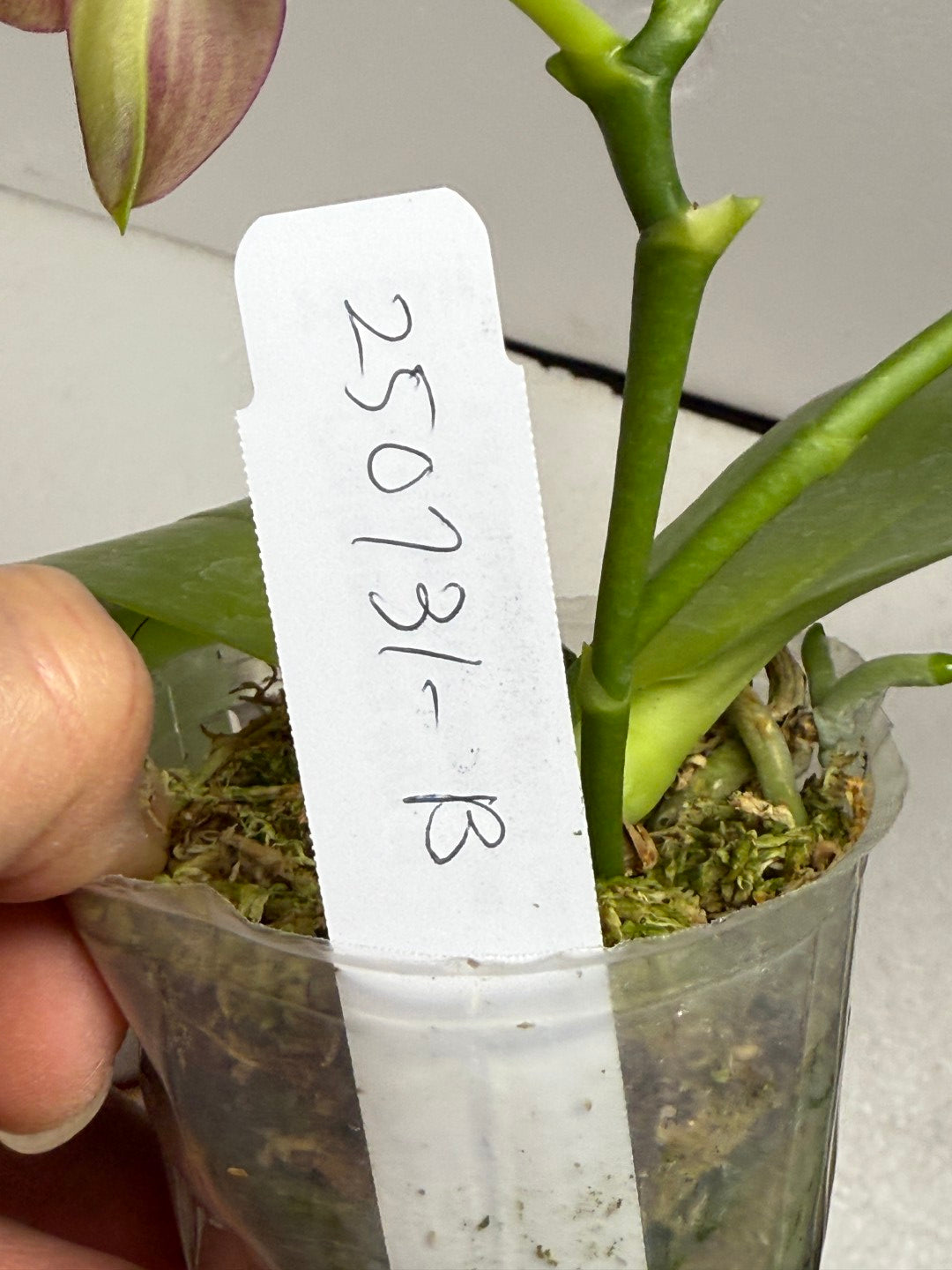 Phalaenopsis (Miro Green Dream x Meidarland Green Cedar) 250730-B Flowering 2 spikes