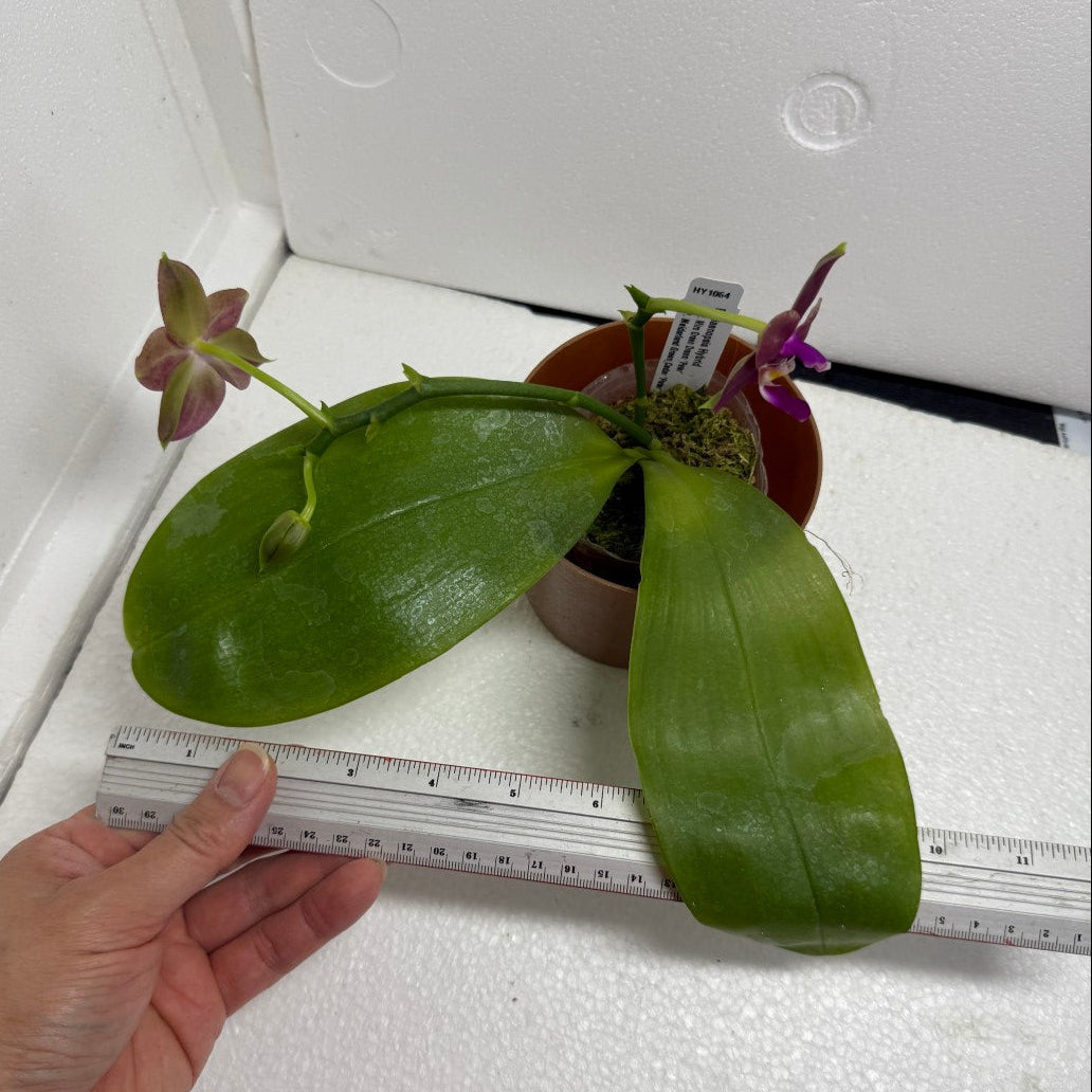 Phalaenopsis (Miro Green Dream x Meidarland Green Cedar) 250730-B Flowering 2 spikes