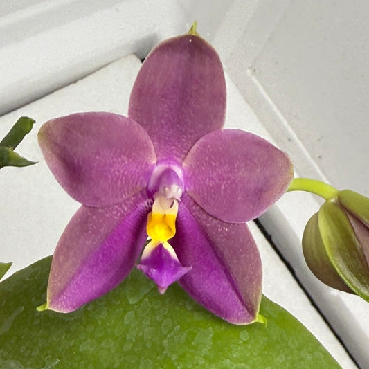 Phalaenopsis (Miro Green Dream x Meidarland Green Cedar) 25820 Flowering Large plant