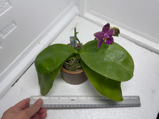 Phalaenopsis (Miro Green Dream x Meidarland Green Cedar) 25820 Flowering Large plant