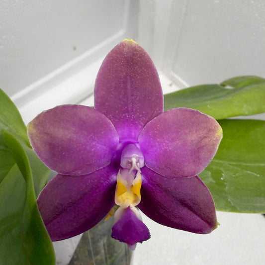 Phalaenopsis (Miro Green Dream x Meidarland Green Cedar) 250823 Flowering Large plant