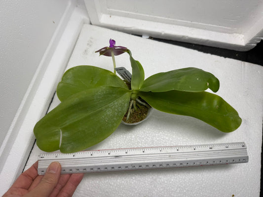 Phalaenopsis (Miro Green Dream x Meidarland Green Cedar) 250823 Flowering Large plant