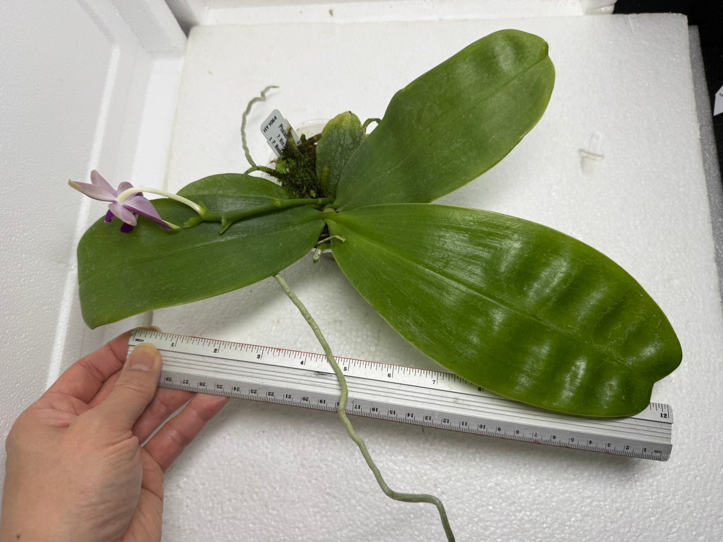 Phalaenopsis (Miro Green Dream x Meidarland Green Cedar) 250905-A Flowering