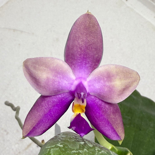 Phalaenopsis (Miro Green Dream x Meidarland Green Cedar) 250905-A Flowering