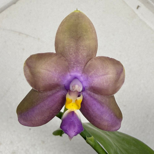 Phalaenopsis (Miro Green Dream x Meidarland Green Cedar) 250905-B Flowering keiki