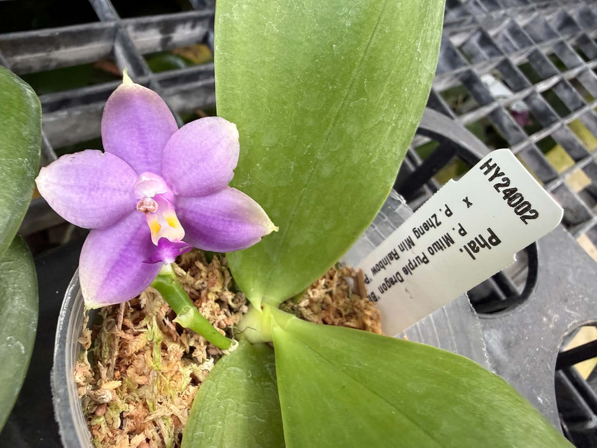 HY24002 Phalaenopsis (Mituo Purple Dragon x Zheng Min Rainbow) Seed grown