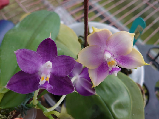 HY24002 Phalaenopsis (Mituo Purple Dragon x Zheng Min Rainbow) Seed grown