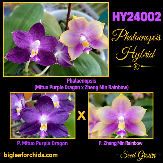 HY24002 Phalaenopsis (Mituo Purple Dragon x Zheng Min Rainbow) Seed grown