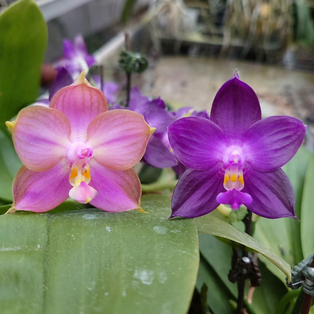 HY2505 Orchid Flask | Novelty Phalaenopsis | Big Leaf Orchids