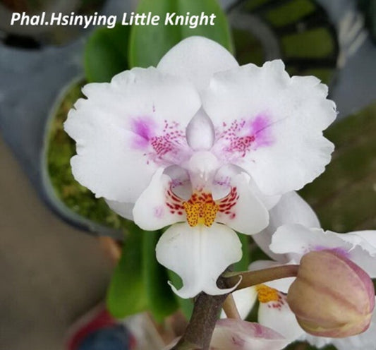 Phalaenopsis Hsinying Little Knight 'Trinity'