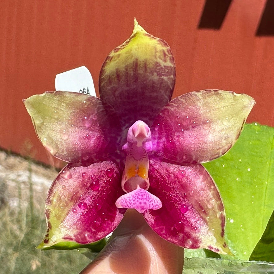 Phalaenopsis (Z M Muscadin x gigantea)  x Mituo Love QA-064 - Seed Grown