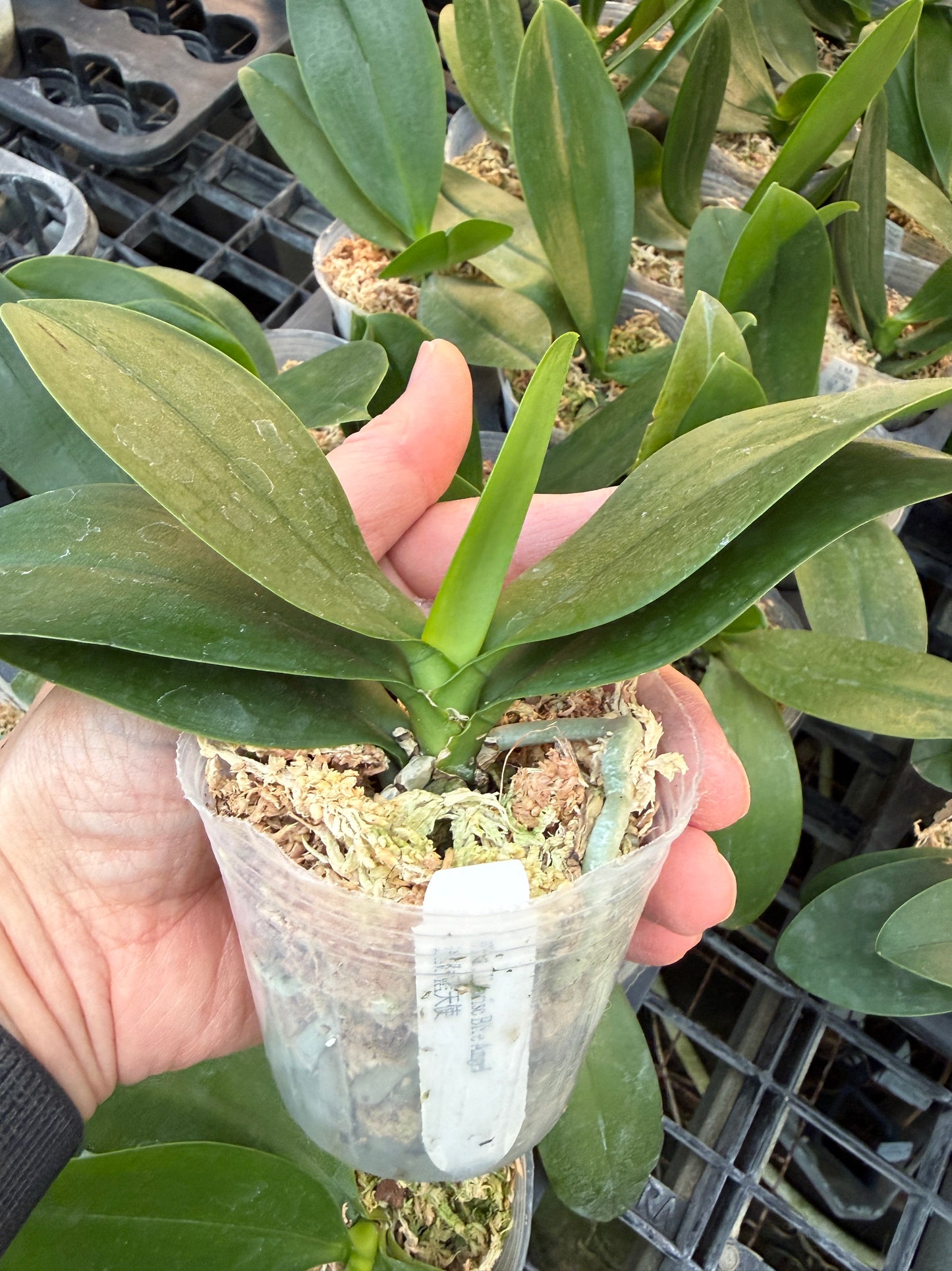 Phalaenopsis Evarise Blue Angel in spike