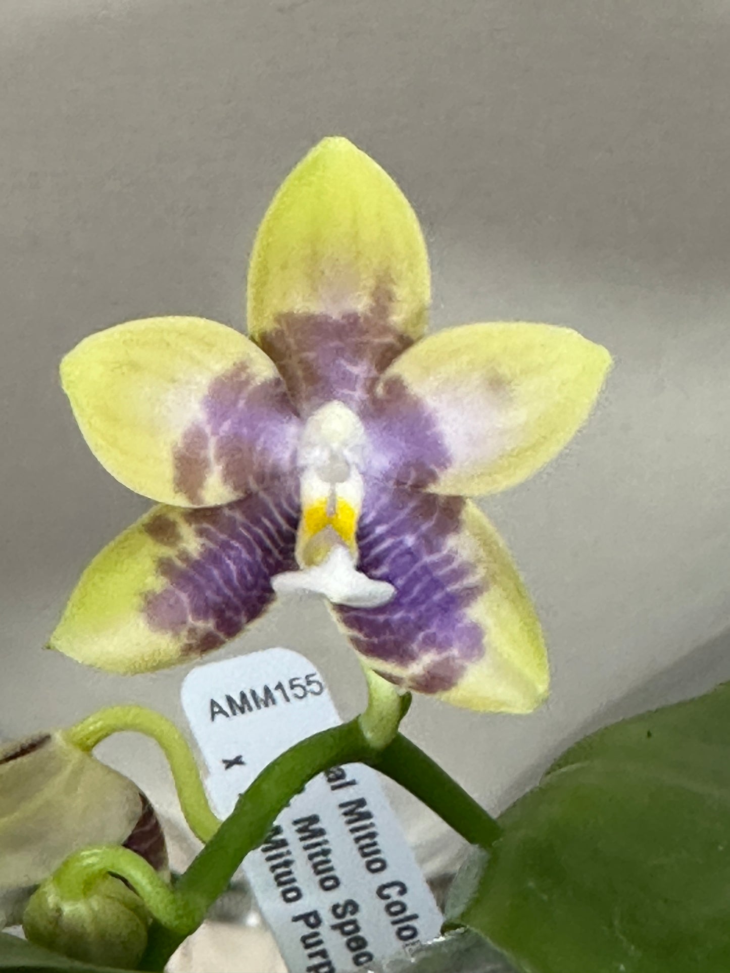 Phalaenopsis Mituo Colorful Gem 240904 Flowering