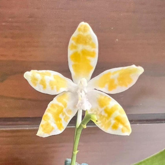 Phalaenopsis mariae f. flava 'Wilson'