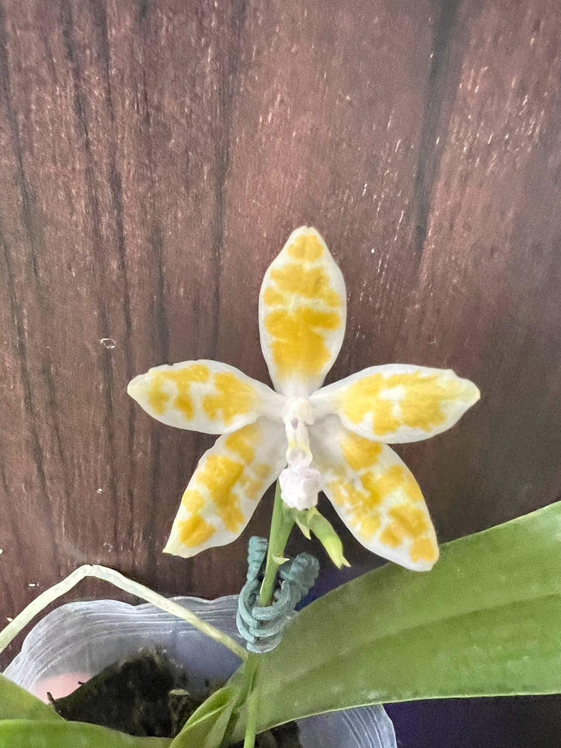 Phalaenopsis mariae f. flava 'Wilson'