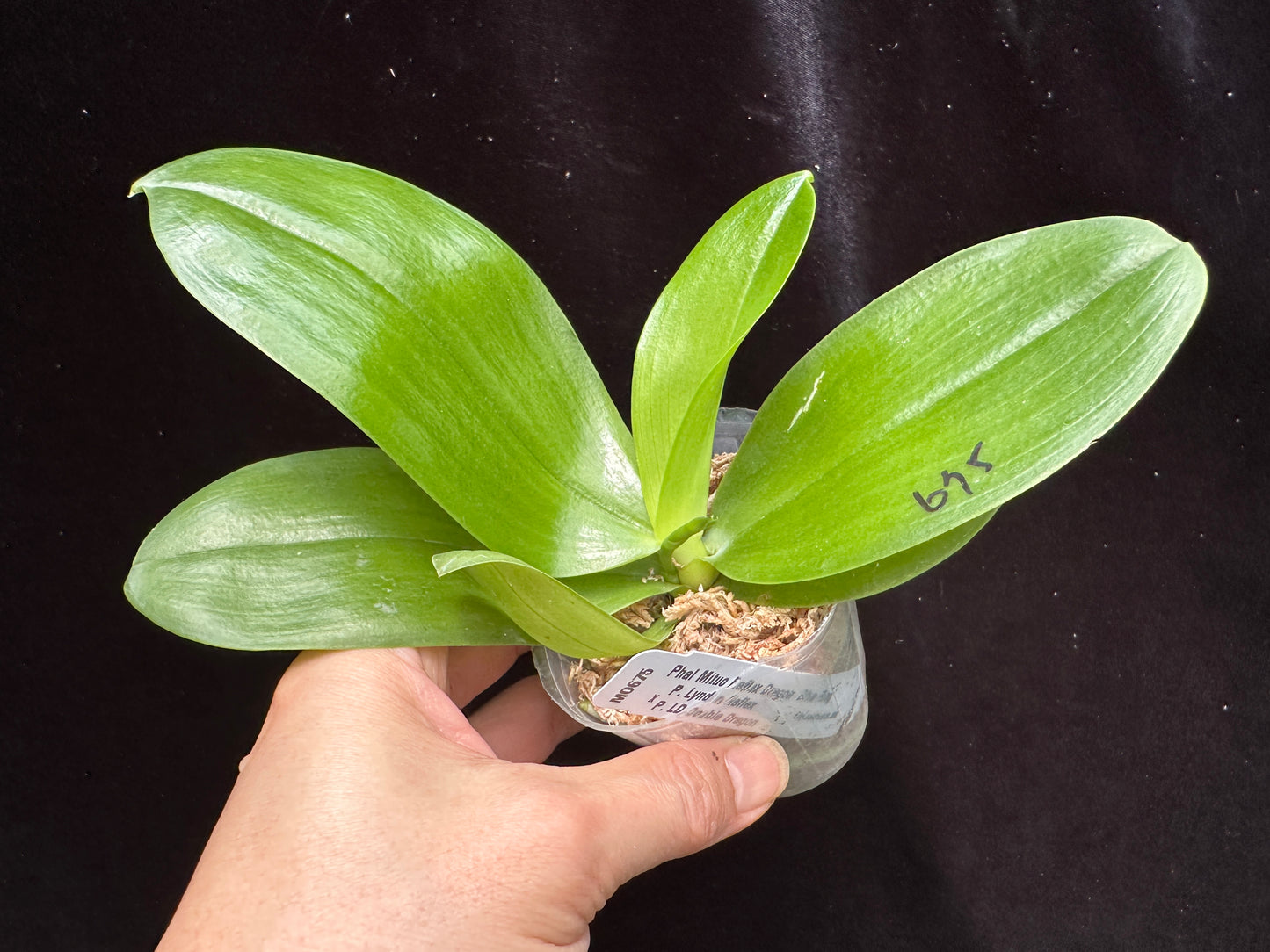 Phalaenopsis Mituo Reflex Dragon 'Blue Ring'