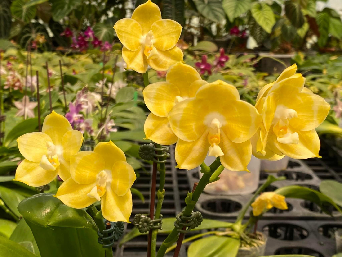 Phalaenopsis Mituo Golden Tiger 'Yellow Dragon'