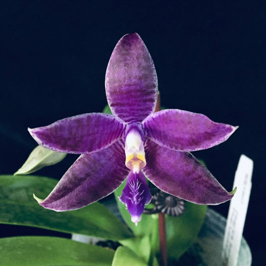 Phalaenopsis KS Blue Ludde 'MS Super Blue'