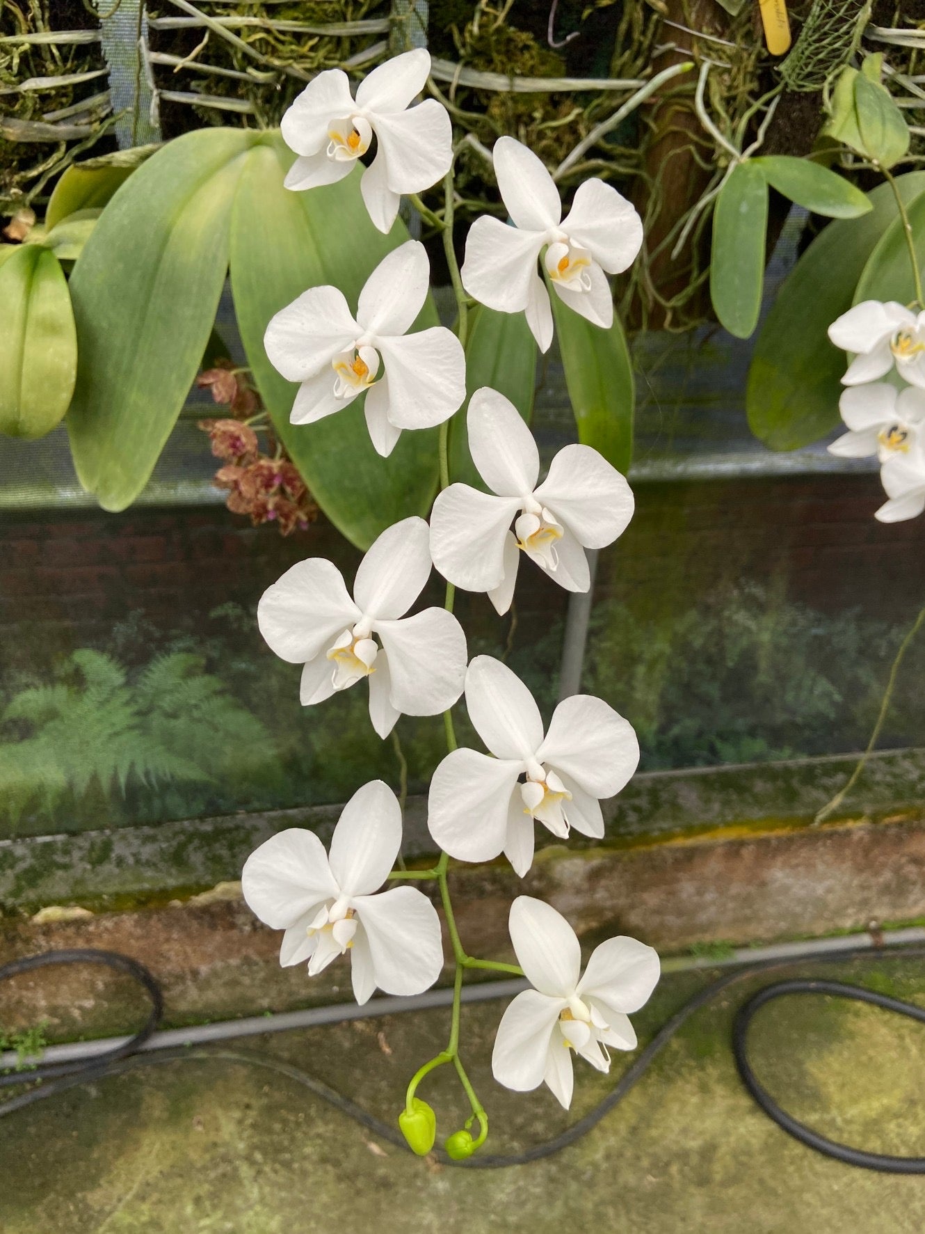 Phalaenopsis amabilis (Irian Jaya) x sib, Seedling, QA-15