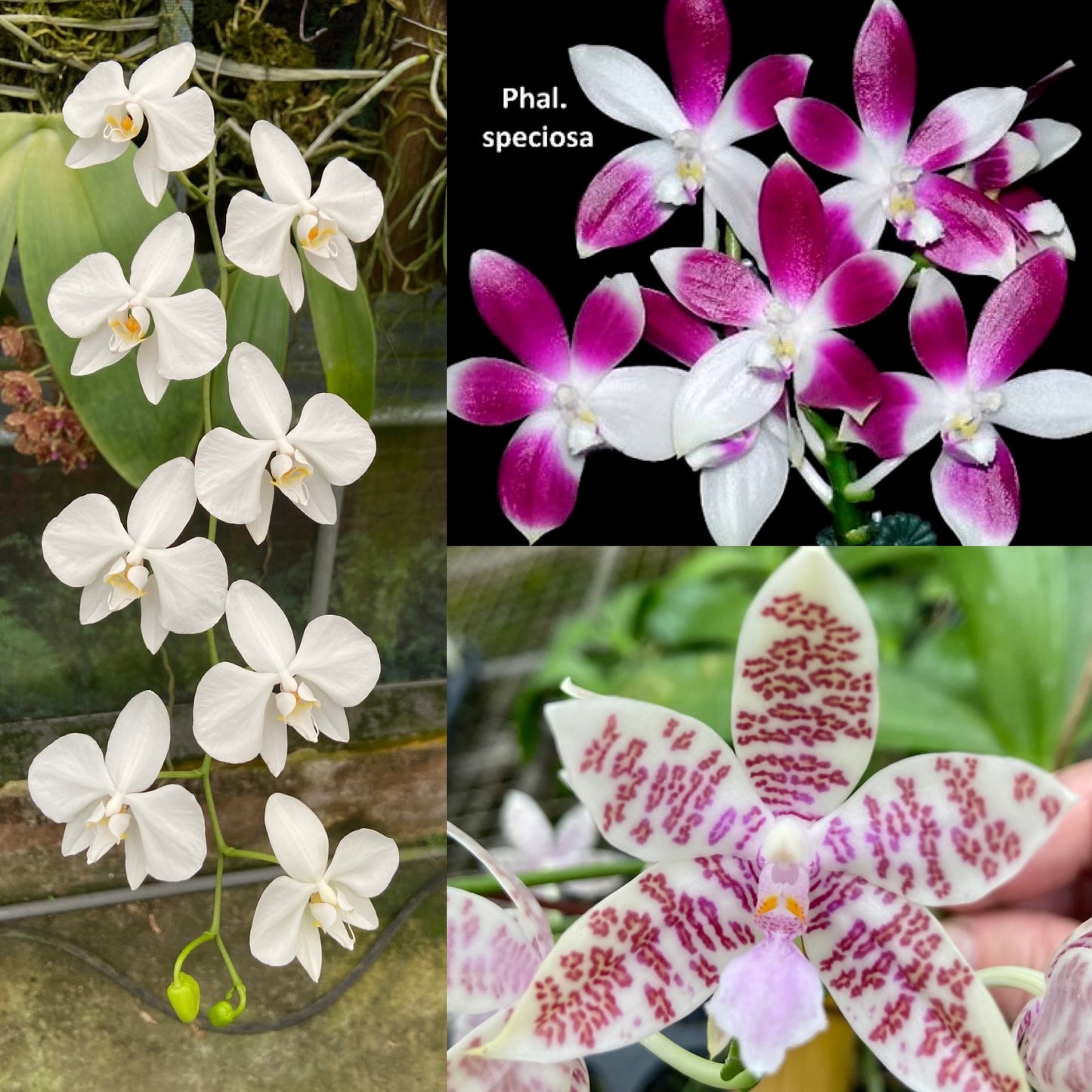 Species Phalaenopsis Collection