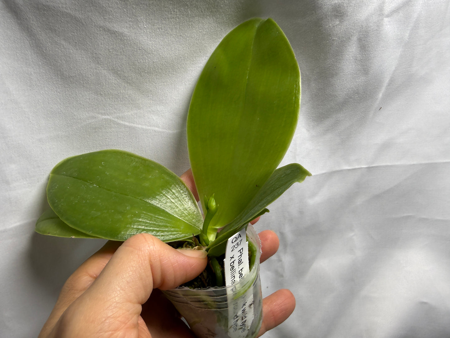 QA237 Phalaenopsis bellina f. delicata x sib (pink wild type x round) - Seed Grown - Budding