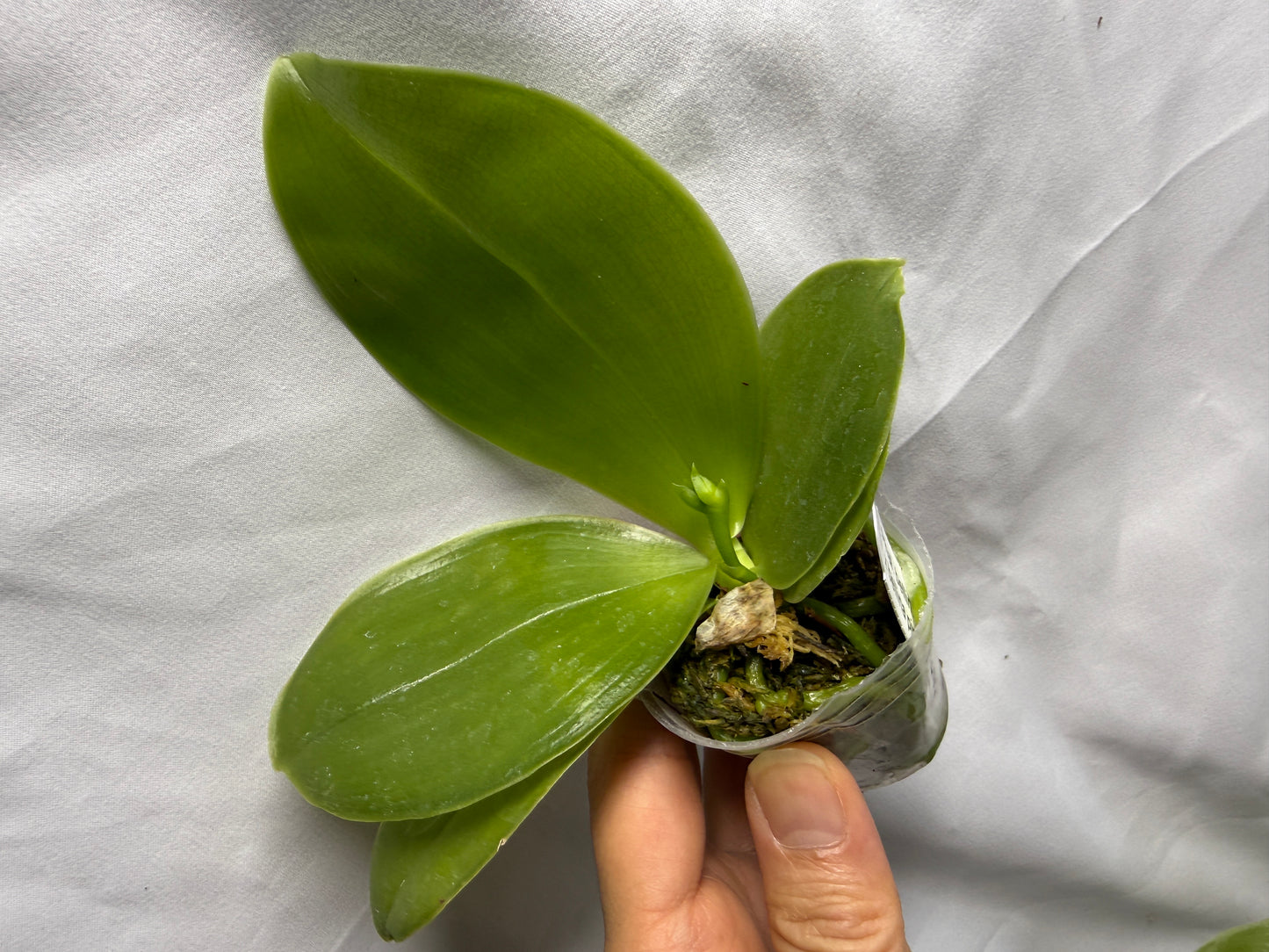 QA237 Phalaenopsis bellina f. delicata x sib (pink wild type x round) - Seed Grown - Budding