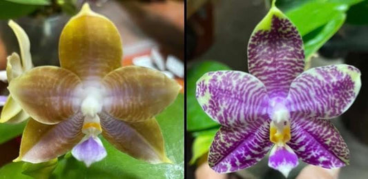 QA293 Phalaenopsis Mainshow Mermaid x MS Magic Princess - Seed Grown