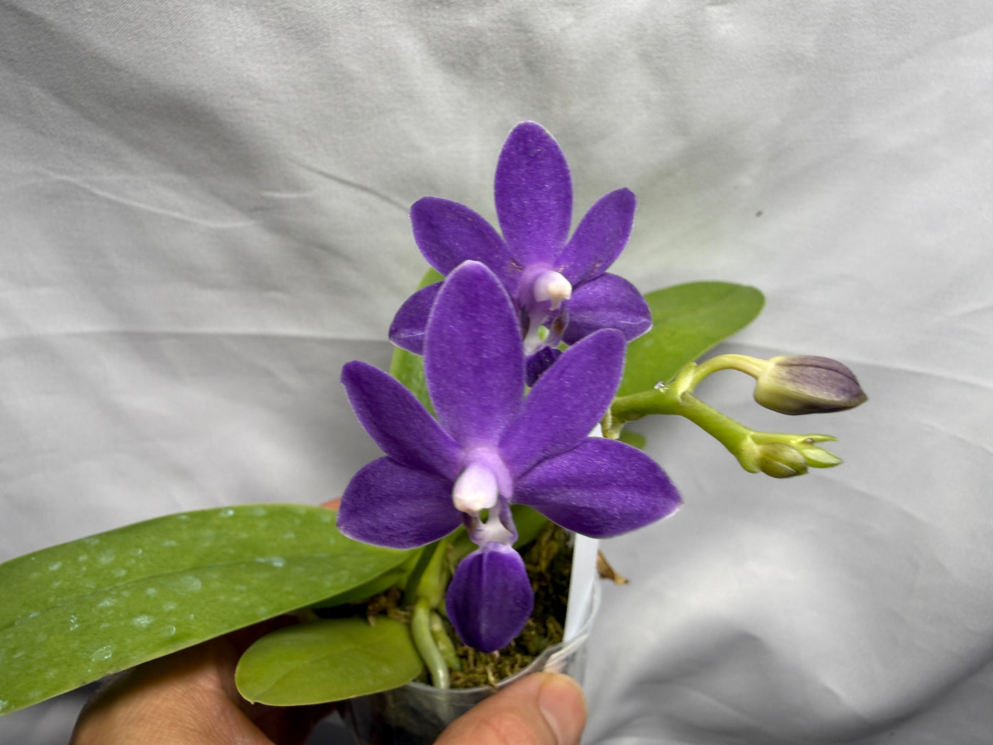 Phalaenopsis Purple Martin (Clone)