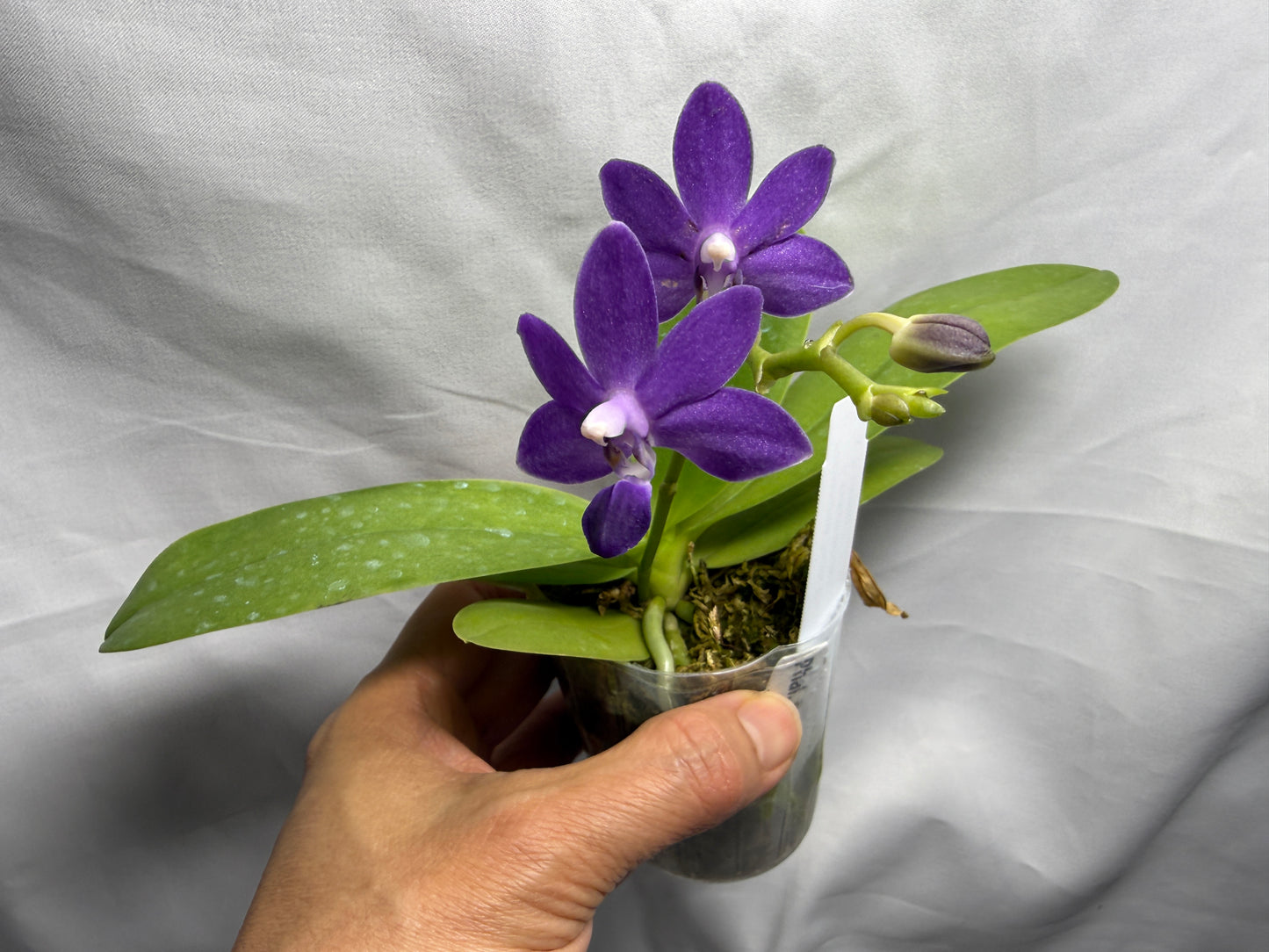 Phalaenopsis Purple Martin (Clone)